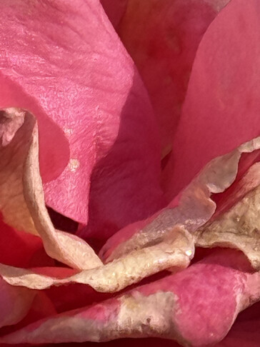 Photo taken using telephoto camera (25x digital zoom)